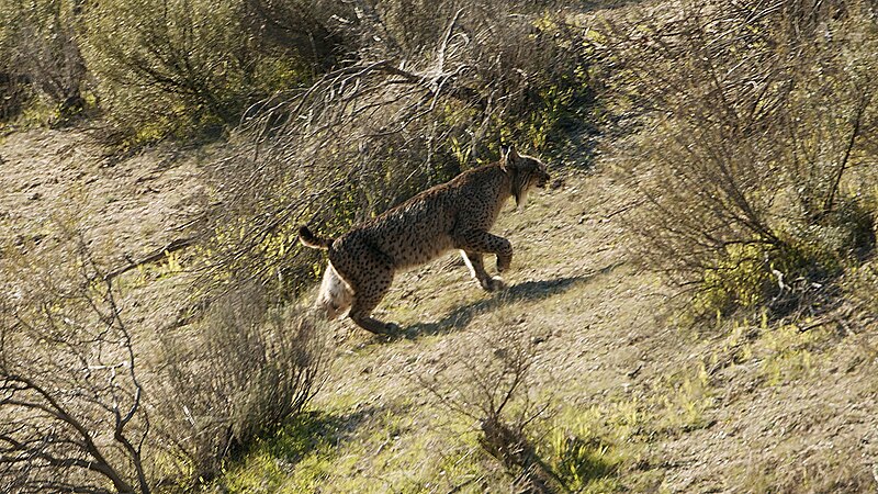 File:Lince ibérico 04.jpg