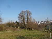 Linden tree at the Gassenbacher Hof