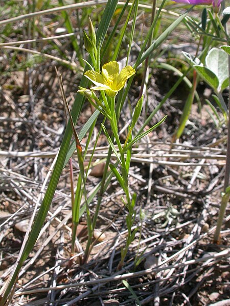 File:Linum rigidum (4013425394).jpg