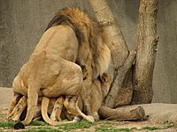 Ζευγάρωμα λιονταριών