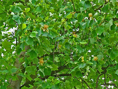 Liriodendron tulipifera Leaves and flowers