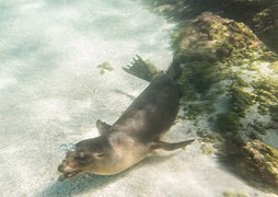 Lobo marino (Zalophus californianus wollebaeki) bajo el agua en la costa de San Cristóbal.