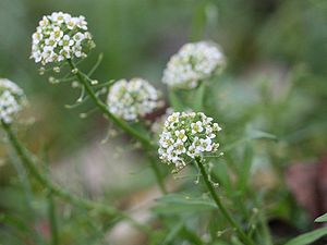 Beach silverwort (Lobularia maritima)