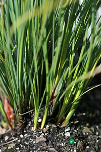 Lomandra confertifolia (NEW ARTICLE)