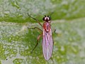 Lonchoptera bifurcata (Fallén, 1810)