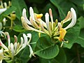 Lonicera periclymenum