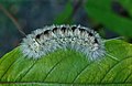 76 Lophocampa caryae caterpillar uploaded by The Cosmonaut, nominated by The Cosmonaut