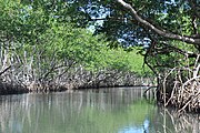 Los Haitises - río.JPG