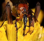 Close-up of head, P. nearctica Lovebug Plecia nearctica.jpg