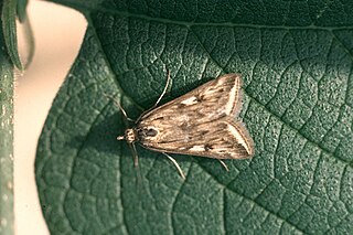 <i>Loxostege cereralis</i> Species of moth
