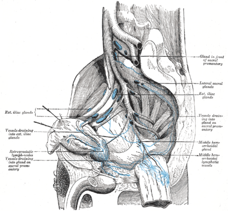 Tập tin:Lymphatics of the prostate-Gray619.png