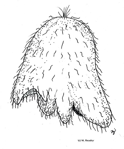 Archivo:Müller's Larva of Platyhelminthes.jpg