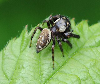 <i>Macaroeris nidicolens</i> Species of spider