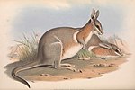 Thumbnail for Crescent nail-tail wallaby