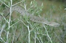 Macrovipera lebetina turanica.tif