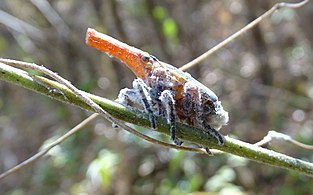 Malagasy Lantern Bug (Zanna madagascariensis)