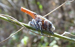 <i>Zanna tenebrosa</i> Species of planthopper