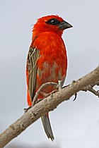 Macho coa plumaxe de transición cara á época non reprodutiva