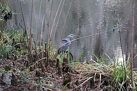 Magnolia Plantation and Gardens