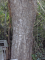 Bark; Everglades NP, Florida