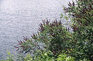 Bastard-Indigo (Amorpha fruticosa) am Kerkini-See