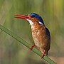 Thumbnail for Malachite kingfisher