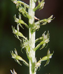 Ainulehine soovalk (Malaxis monophyllos)