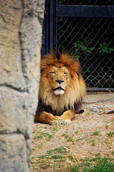 Tập_tin:Male_Lion_-_Cameron_Park_Zoo.jpg