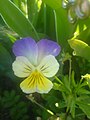 Háromszínű árvácska (Viola tricolor)