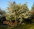 Vignette pour Malus sieboldii