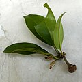 Manilkara zapota - Nispero fruit and leaves 04.jpg