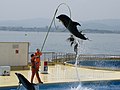 マリンワールド海の中道のイルカショー（福岡市）（2011年）