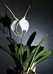 Masdevallia tovarensis Orchi 001. jpg