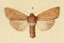 Moths Wainscot Moths of the Isles הבריטי.jpg