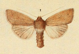 <i>Mythimna favicolor</i> Species of moth