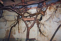 Čeština: Pavilón kaloňů v expozici Matongo v jihlavské zoo English: Megabats house in Matongo exposition, Zoo Jihlava, Czech Republic