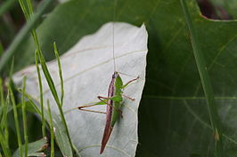 Conocephalus maculatus