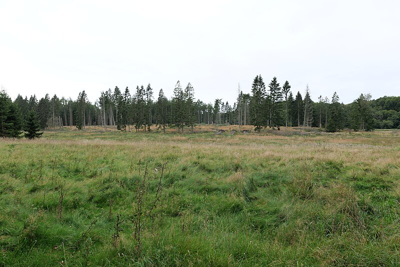 File:Meadow in NP Jasmund near Werder 2021-09-13 09.jpg