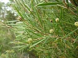 Melaleuca croxfordiae (leaves and buds).JPG