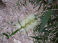 Melaleuca shiressii