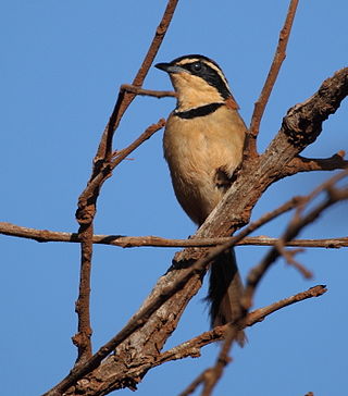 <span class="mw-page-title-main">Collared crescentchest</span> Species of bird