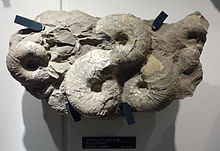 Menuites soyaensis - موزه ملی طبیعت و علوم ، توکیو - DSC06958.JPG