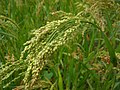 Miniatuur voor Panicum