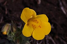The lower lip may have one large to many small red to reddish brown spots. The opening to the flower is hairy. Mimulus guttatus 5630.JPG