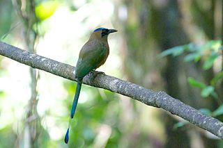 <span class="mw-page-title-main">Whooping motmot</span> Species of bird