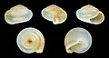 * Nomination Shell of a minute (1,1 cm) Greek land snail, Monacha claustralis --Llez 06:17, 18 March 2020 (UTC) * Promotion  Support Good quality -- Johann Jaritz 06:24, 18 March 2020 (UTC)  Support Good quality. --Zcebeci 06:25, 18 March 2020 (UTC)