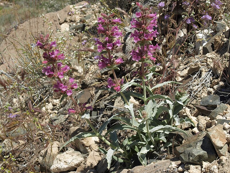 File:Mono penstemon, Penstemon monoensis (15351524744).jpg