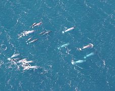 A pod of narwhals.