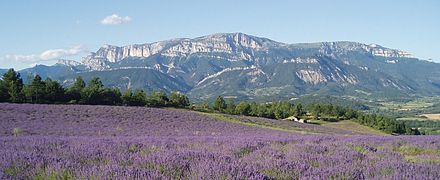 Champs de lavande et Le Glandasse (Pié Ferré), dans l'est.