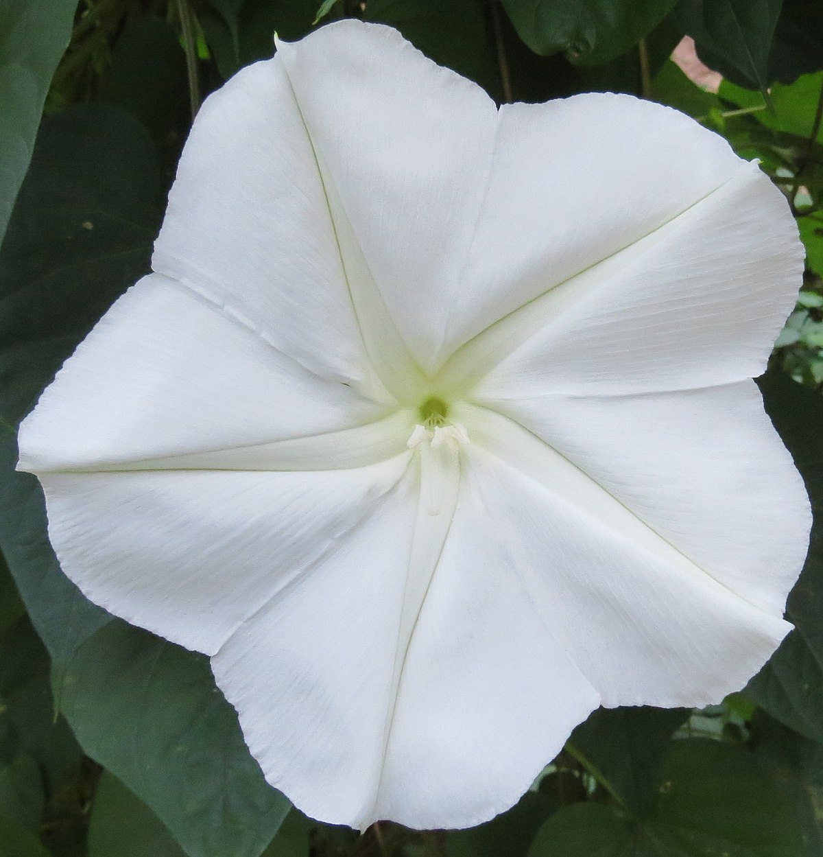 Ipomoea alba — Wikipédia